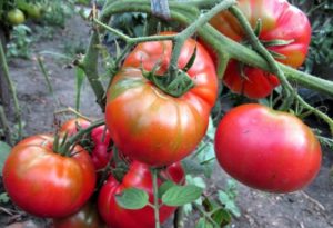 Características e descrição da variedade de tomate Sugar Nastasya, seu rendimento