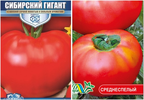 семена от домати сибирски гигант