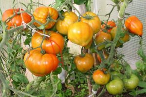 Características y descripción de la variedad de tomate Zhenechka, su rendimiento.