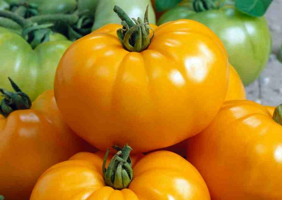 tomato giant orange