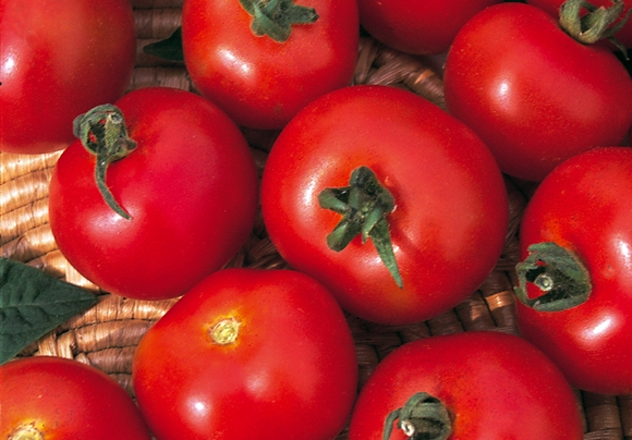 das Aussehen des Tomatengeldgebers