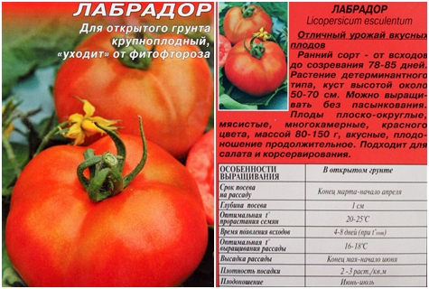 семена от домати лабрадор