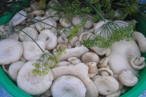 бјелањка са копарима