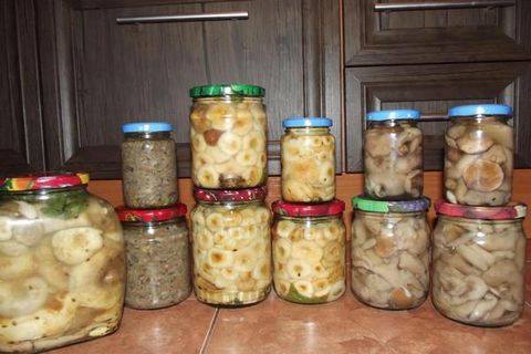 очување белаца