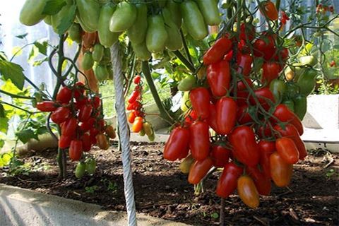 tomatoes in the garden