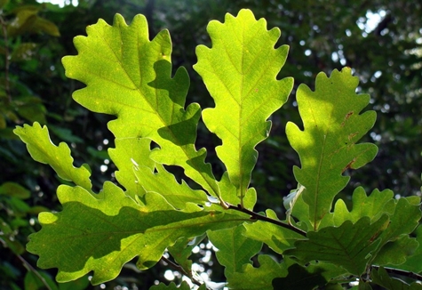 oak leaves
