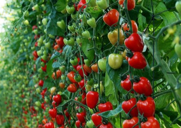 Erdbeerkirsch-Tomatenbüsche auf freiem Feld