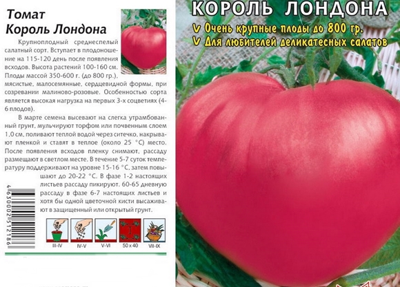 graines de tomates King of London