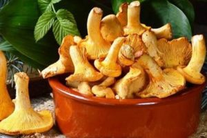Како правилно сушити лисице зими, да ли је могуће?