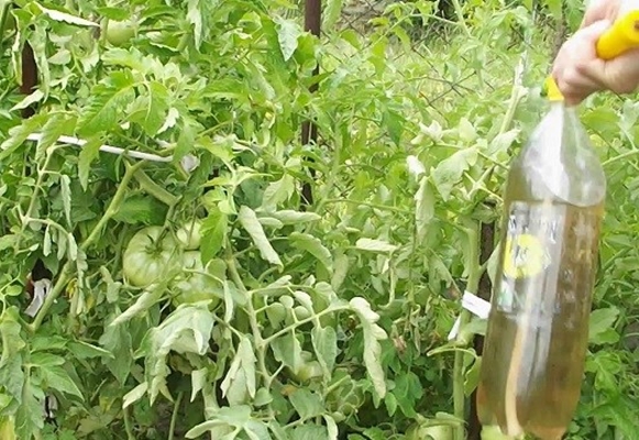 alimentando tomates em campo aberto