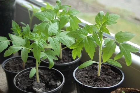 plants de tomates