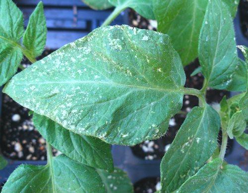 thrips on a tomato leaf