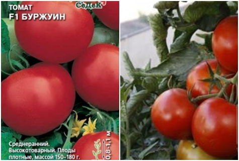 بذور الطماطم Burzhuin F1