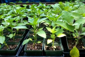 Causes et traitement des maladies des poivrons, lorsque les plants ont des boutons et que les feuilles s'enroulent