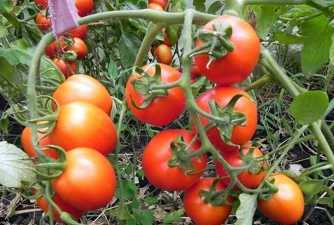 pomidorų krūmai Petras pirmasis