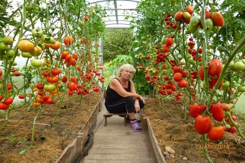 tomates dans le jardin