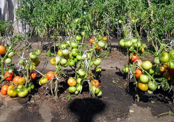 tomates em campo aberto