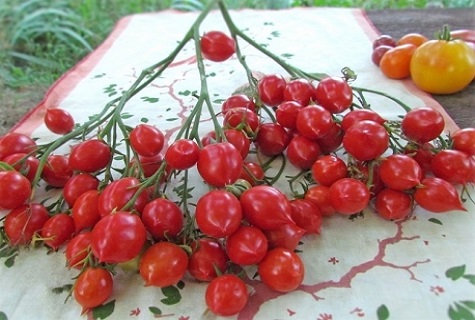 pomidorai ant stalo