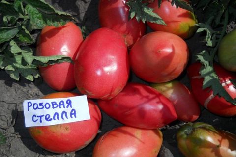 Tomatenrosa