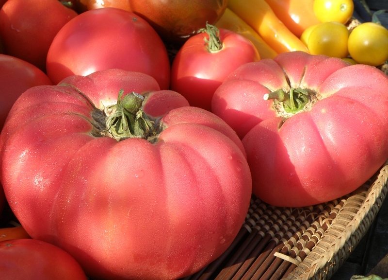 tomates roses