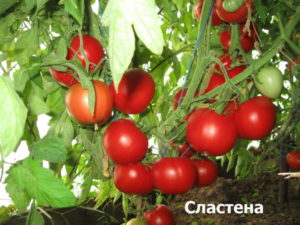 Карактеристике и опис сорте Сластен парадајз, њен принос