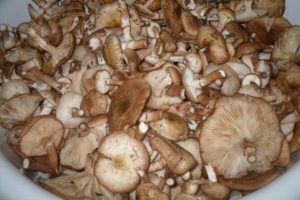 A simple recipe for salting honey agarics for the winter in banks
