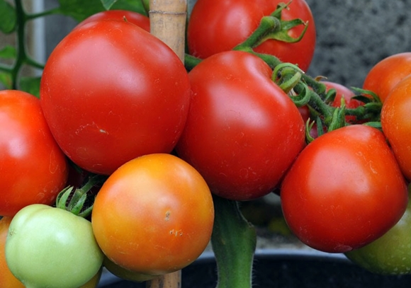 Geldmachertomate auf freiem Feld