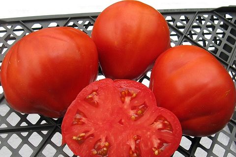 вкус на домати