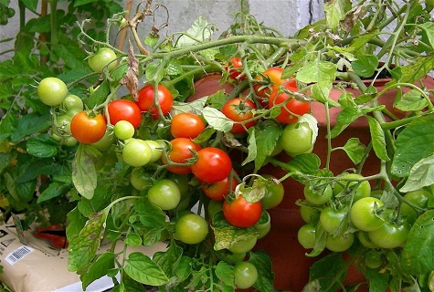 tomates dans le parterre de fleurs