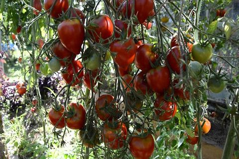 Eierstock der Tomate
