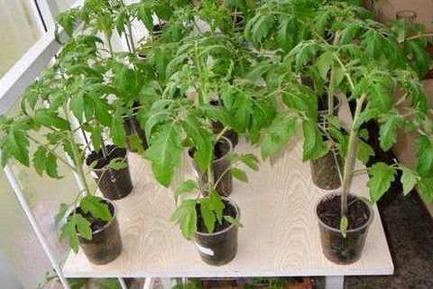 Tomatenpflege