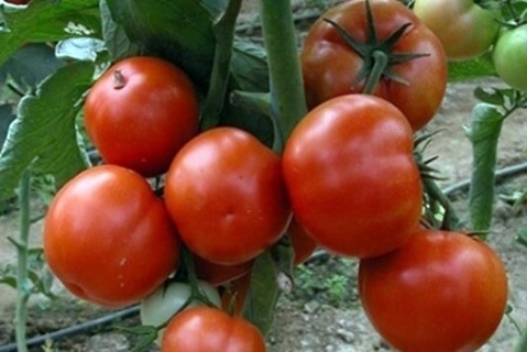 pomidorų žievė pirmoji darže