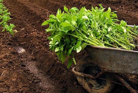 planting in a greenhouse