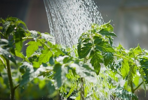 water on stems