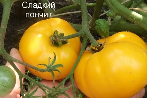 شجيرات الطماطم حلوى الدونات