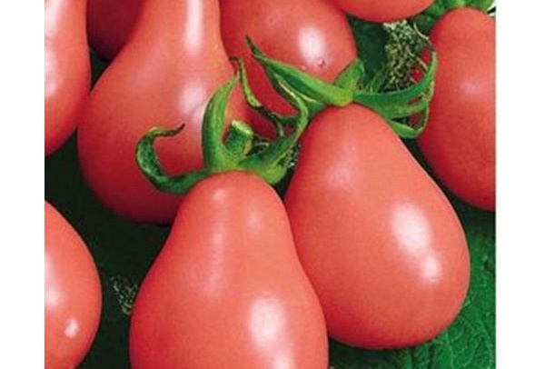 apariencia de tomate Pera rosa