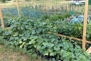 De bästa sorterna av gurkor för öppen mark i mittfältet och tidpunkten för plantering