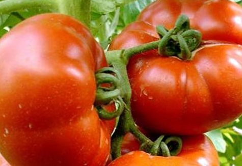 tomatbusker Paradis fryd