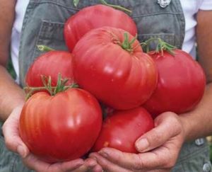 Характеристики и описание на сорта домат Добриня Никитич