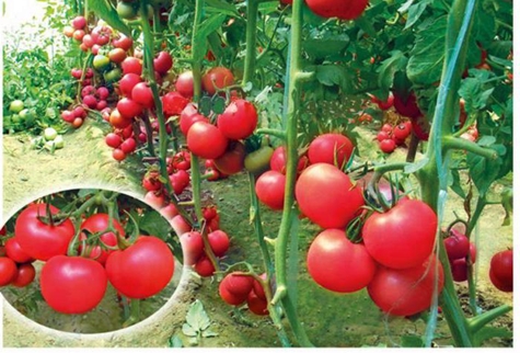 tomato bushes pink gel