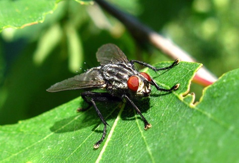 Kohlfliege