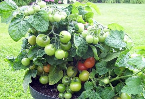 Tomatenbüsche Minibel