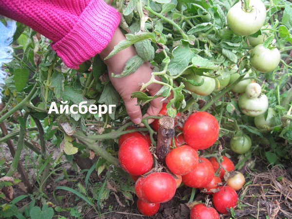 айсберг в градината