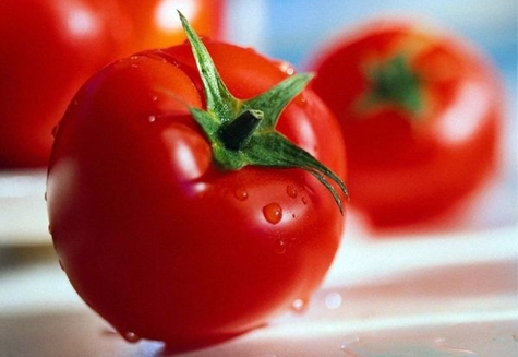 Tomatenernte la la fa