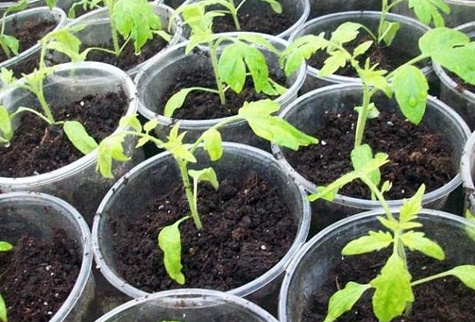 gula plantor i en kruka