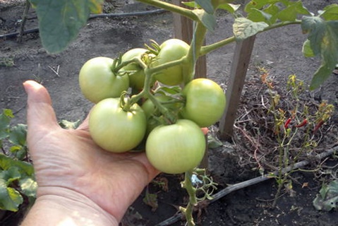 early ripening Moscow tomato in the open field