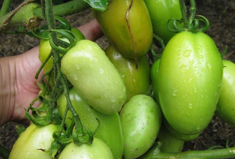 tomate verde hype