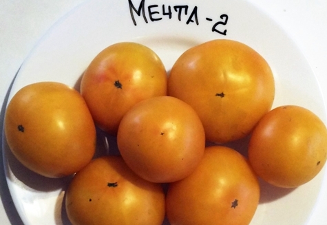 η εμφάνιση ενός ονείρου ντομάτας