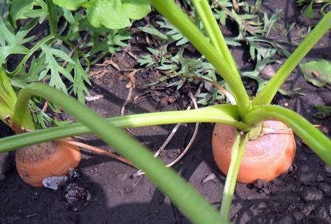 Karotten im Garten
