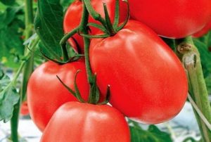 Характеристики и описание на сорта домати Бенито